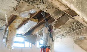 Best Attic Mold Removal  in Greendale, WI